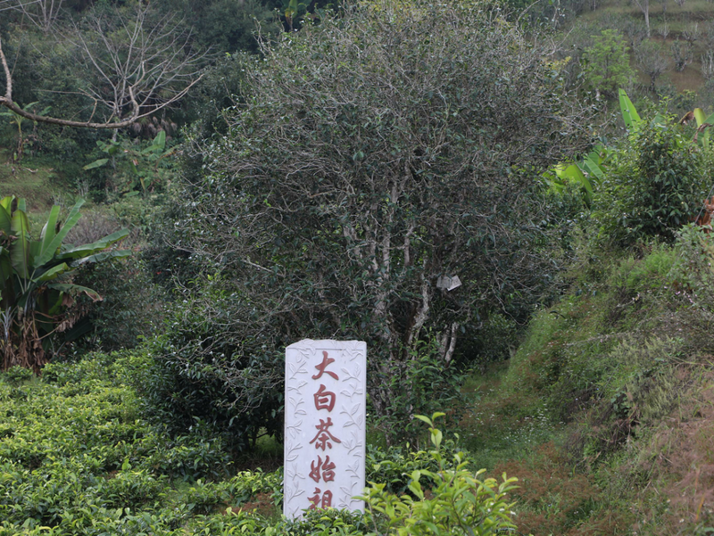 关于中国大叶白茶之乡——景谷大白茶原产地春茶开采的资讯(5)