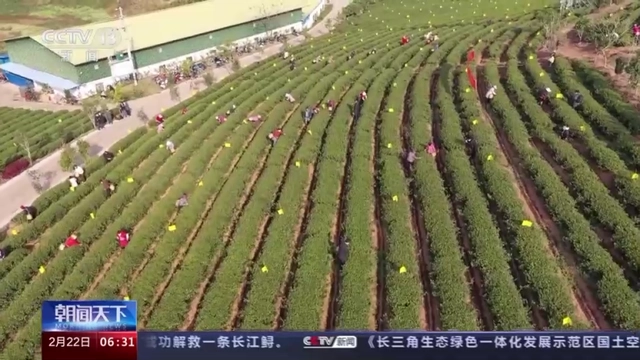 有关于2023年春茶全面开采，开采期较去年提前的内容