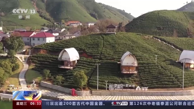 有关于2023年春茶全面开采，开采期较去年提前的内容(3)