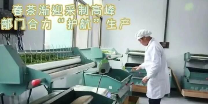 有关于普安 春茶渐迎采制高峰 部门合力“护航”生产的最新消息