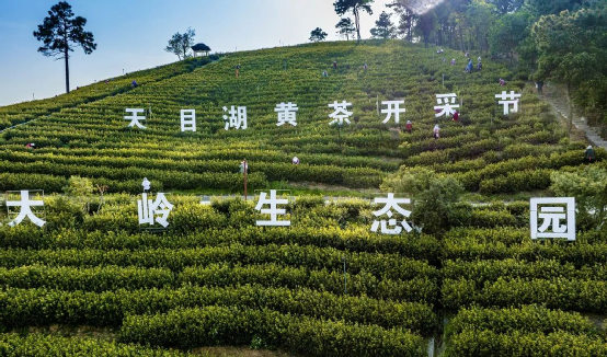 有关于不愧是“散装江苏”，连喝茶都能内卷的新闻(16)