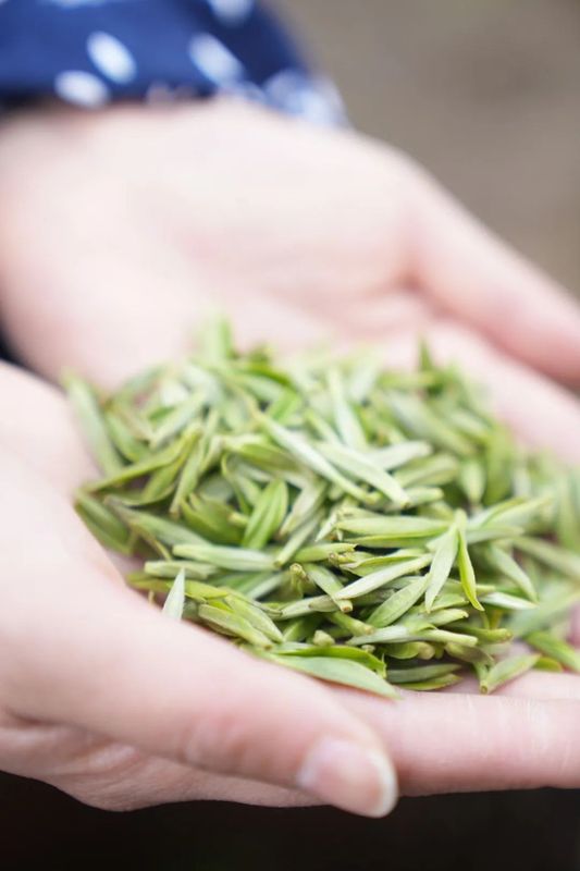 有关于春到嘉州 ：“头春茶”开采啦！的消息(4)