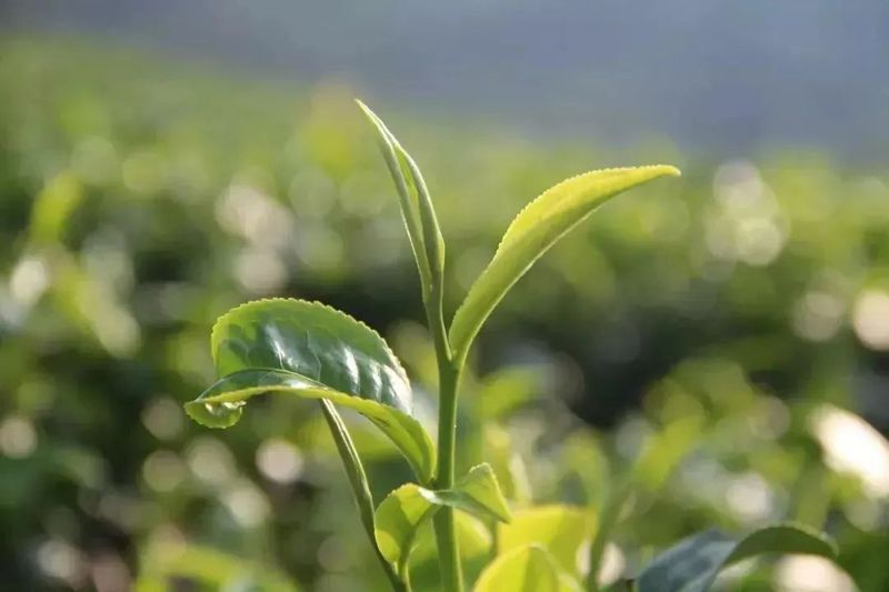 有关于春到嘉州 ：“头春茶”开采啦！的消息(3)