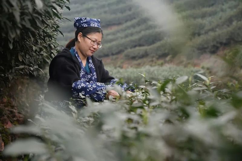 有关于春到嘉州 ：“头春茶”开采啦！的消息(2)