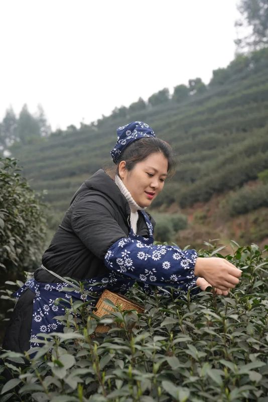 有关于春到嘉州 ：“头春茶”开采啦！的消息(1)