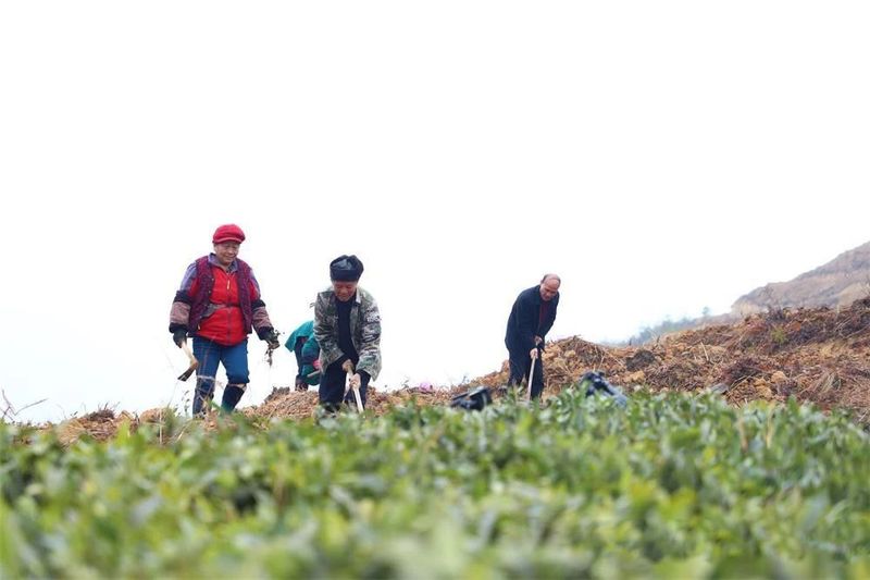 有关于贵州三都：春来种茶忙的最新消息(4)