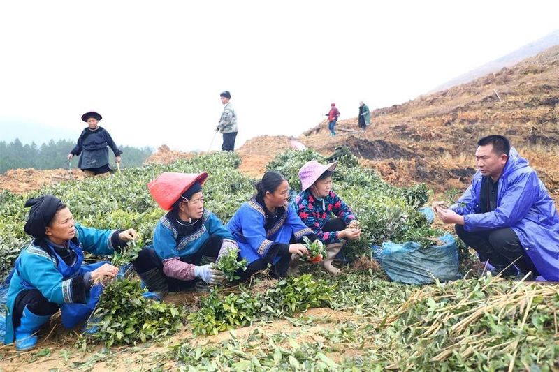有关于贵州三都：春来种茶忙的最新消息(1)