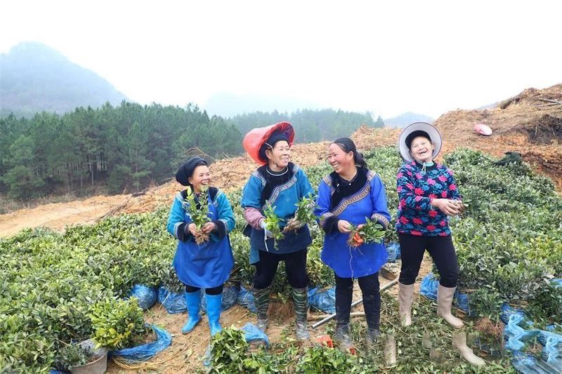 有关于贵州三都：春来种茶忙的最新消息(3)