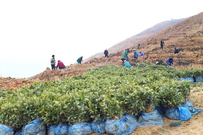 有关于贵州三都：春来种茶忙的最新消息