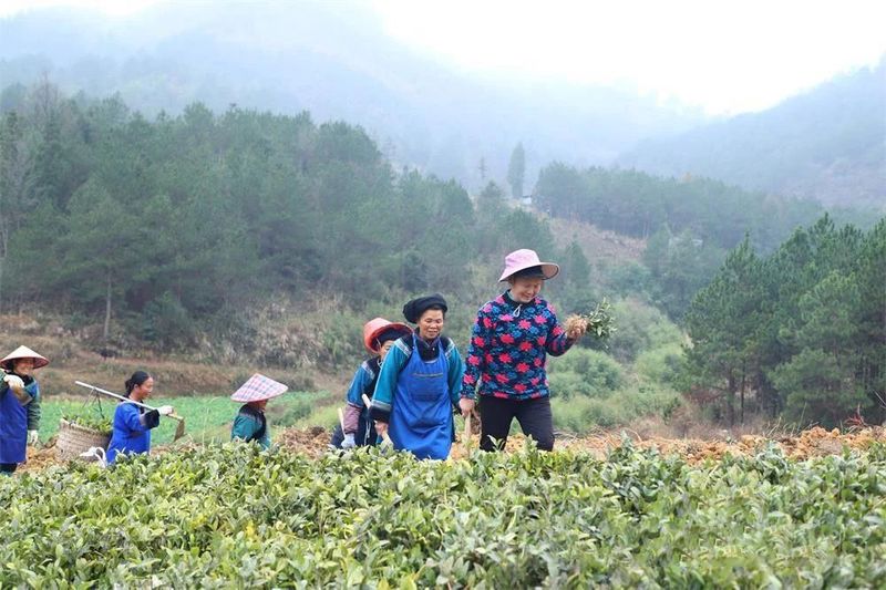 有关于贵州三都：春来种茶忙的最新消息(2)