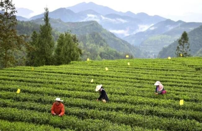 关于川茶之殇：大而不强的信息(1)