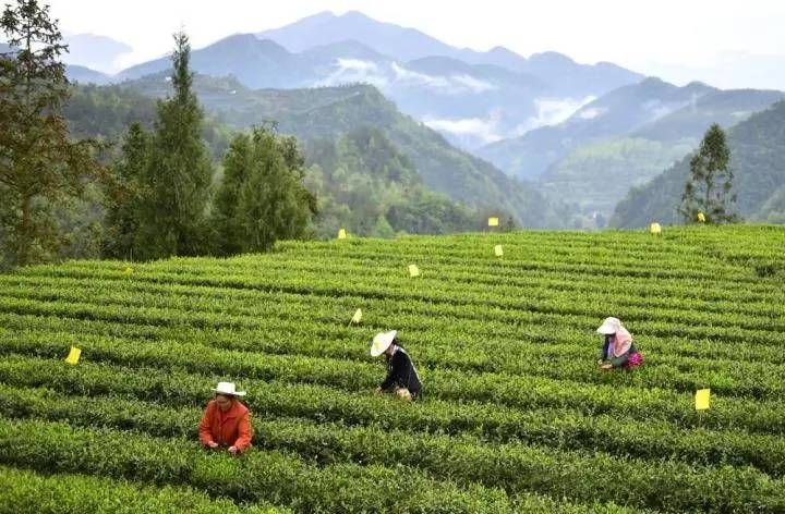 关于川茶之殇：大而不强的资讯(1)