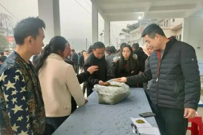有关于贞丰小屯镇：茶市首开 茶农茶商交易忙的相关内容(1)