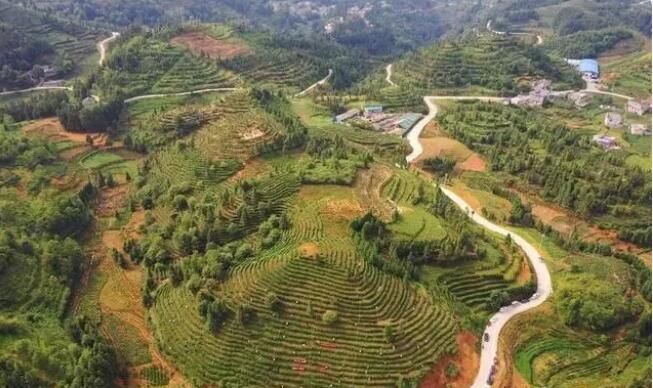 有关于贞丰小屯镇：茶市首开 茶农茶商交易忙的相关内容(3)