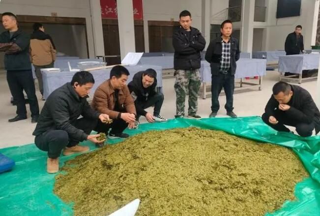有关于贞丰小屯镇：茶市首开 茶农茶商交易忙的相关内容(2)