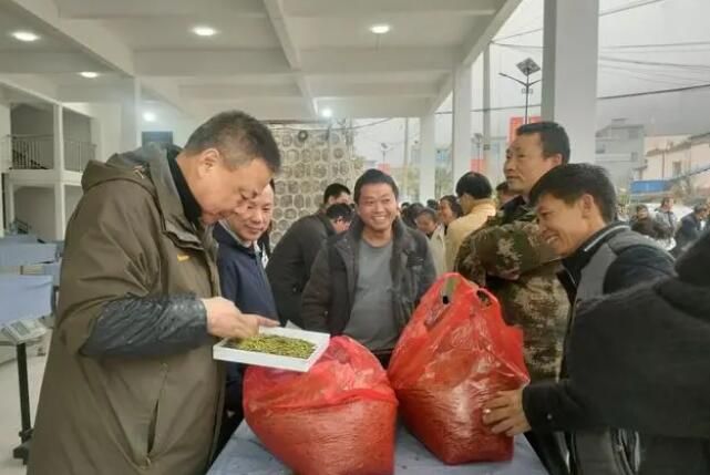 有关于贞丰小屯镇：茶市首开 茶农茶商交易忙的相关内容