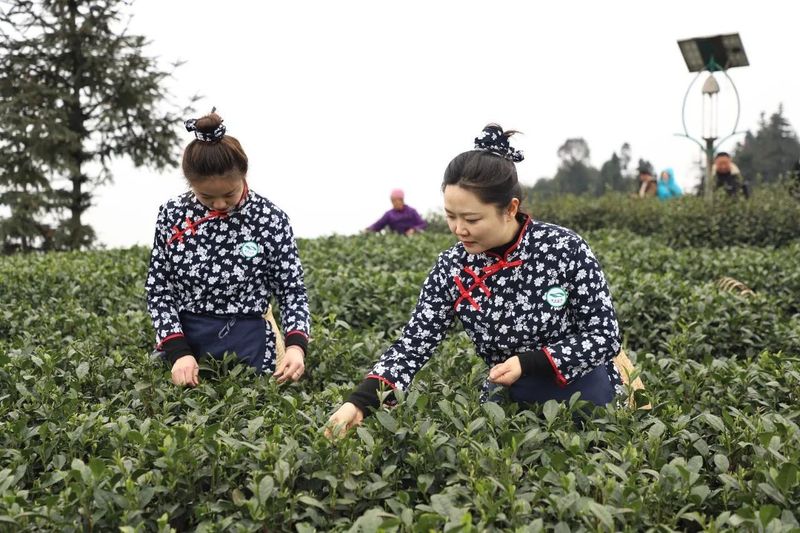 关于春天里 在夹江来一场与高山云雾茶的美丽“约会”的资讯(4)