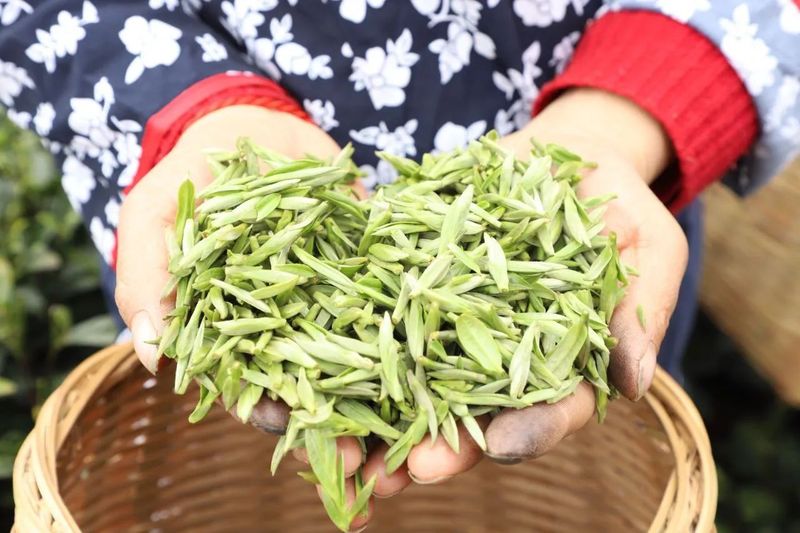 关于春天里 在夹江来一场与高山云雾茶的美丽“约会”的资讯(5)