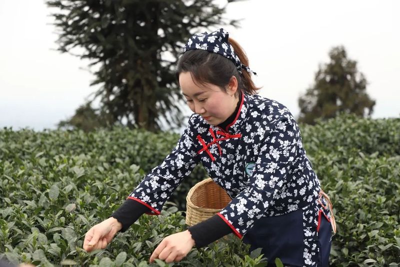 关于春天里 在夹江来一场与高山云雾茶的美丽“约会”的资讯(7)