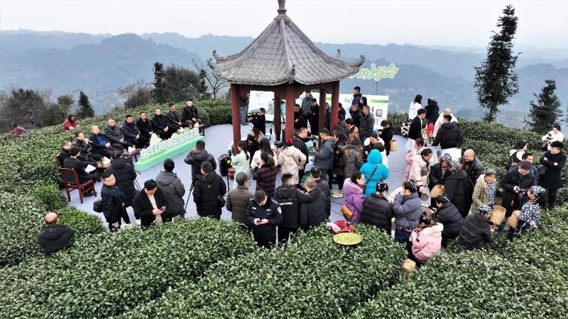 关于春天里 在夹江来一场与高山云雾茶的美丽“约会”的资讯(3)