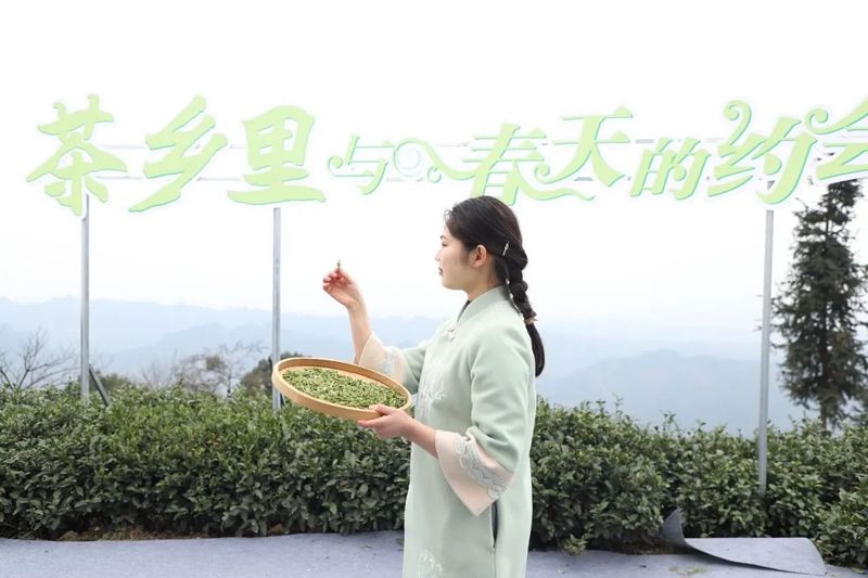 关于春天里 在夹江来一场与高山云雾茶的美丽“约会”的资讯(12)