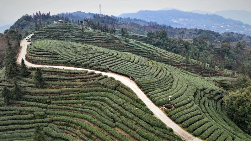 关于春天里 在夹江来一场与高山云雾茶的美丽“约会”的资讯