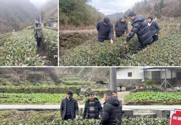 有关于送技上门 打好春季茶园管理“主动仗”的资讯(1)