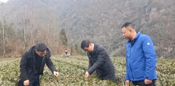 有关于送技上门 打好春季茶园管理“主动仗”的资讯