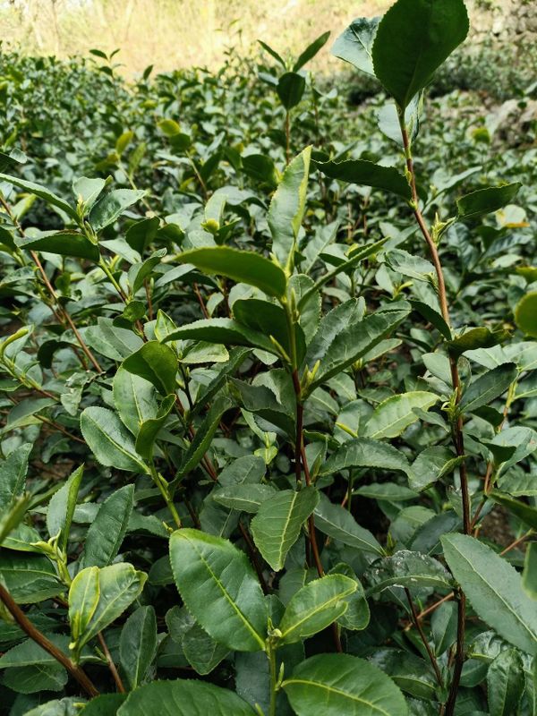 有关于大佛龙井新茶在2月底可少量上市的信息(4)