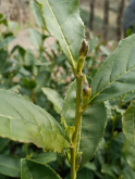有关于大佛龙井新茶在2月底可少量上市的信息(3)