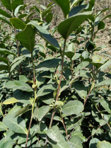 有关于大佛龙井新茶在2月底可少量上市的信息(5)