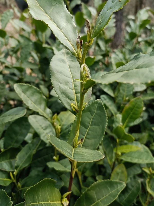 有关于大佛龙井新茶在2月底可少量上市的信息(2)