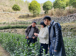 有关于大佛龙井新茶在2月底可少量上市的信息