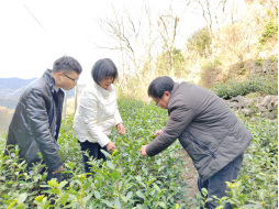 有关于大佛龙井新茶在2月底可少量上市的信息(1)