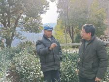 有关于大佛龙井新茶在2月底可少量上市的信息(7)