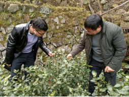 有关于大佛龙井新茶在2月底可少量上市的信息(6)