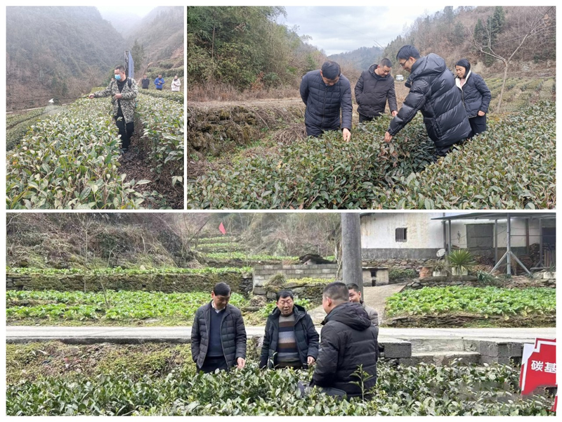 有关于送技上门 打好春季茶园管理“主动仗”的消息(1)