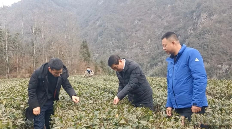 有关于送技上门 打好春季茶园管理“主动仗”的消息