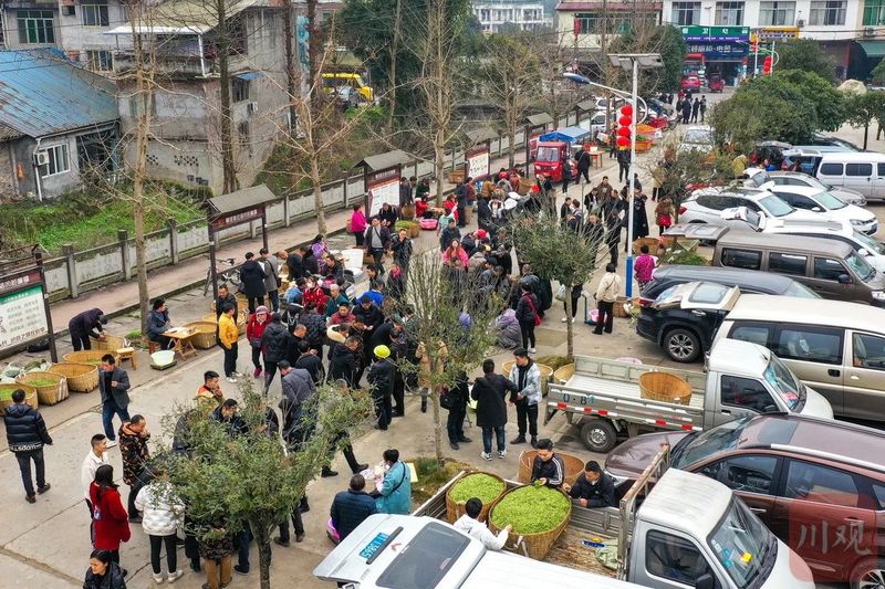 关于雅安名山：春茶上市采摘忙的相关信息(3)