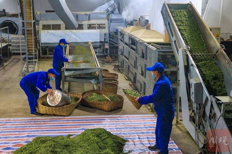 关于雅安名山：春茶上市采摘忙的相关信息(2)