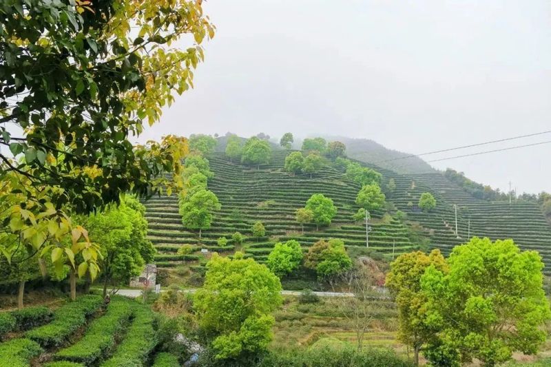 关于贯岭镇西山村：升级成高标准生态茶园，为茶农增收致富的新闻