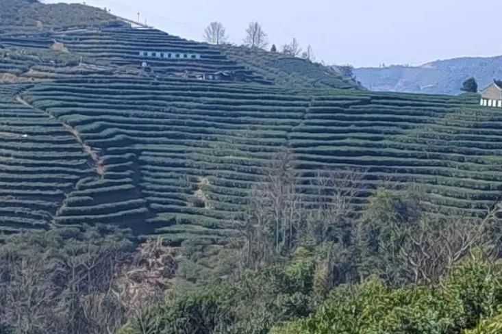 关于贯岭镇西山村：升级成高标准生态茶园，为茶农增收致富的新闻(1)