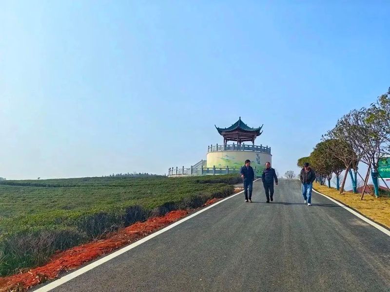 有关于早春行动，赤壁市茶叶协会实地考察万亩茶园的资讯(8)