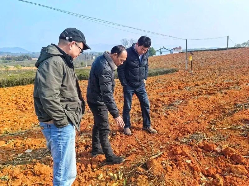 有关于早春行动，赤壁市茶叶协会实地考察万亩茶园的资讯(2)