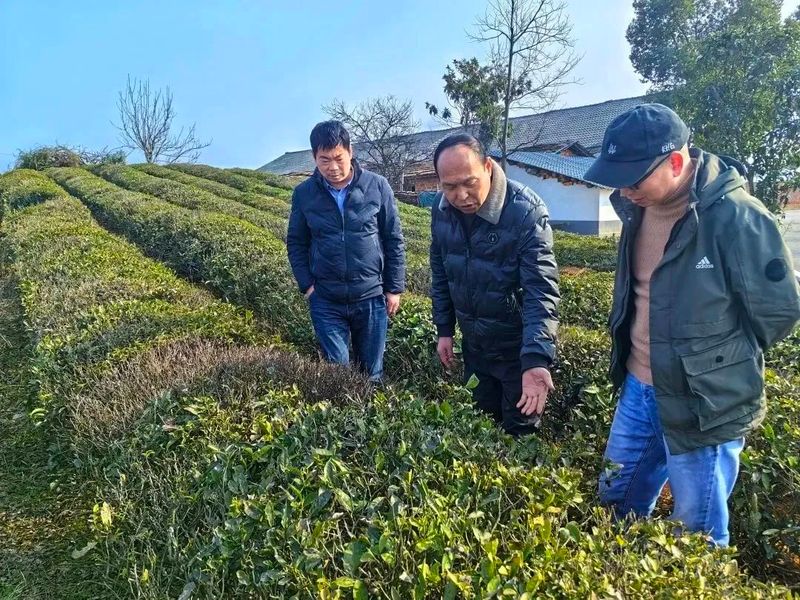 有关于早春行动，赤壁市茶叶协会实地考察万亩茶园的资讯(5)