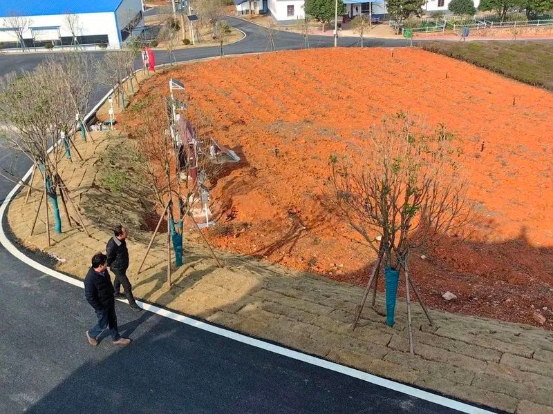 有关于早春行动，赤壁市茶叶协会实地考察万亩茶园的资讯(3)