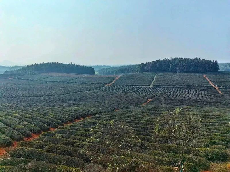 有关于早春行动，赤壁市茶叶协会实地考察万亩茶园的资讯