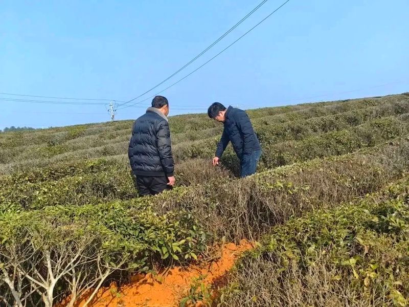 有关于早春行动，赤壁市茶叶协会实地考察万亩茶园的资讯(6)