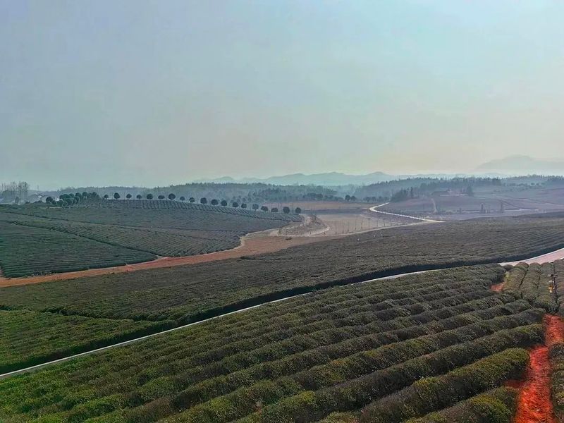 有关于早春行动，赤壁市茶叶协会实地考察万亩茶园的资讯(1)