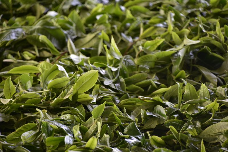 有关于春茶几月份采摘的内容(1)